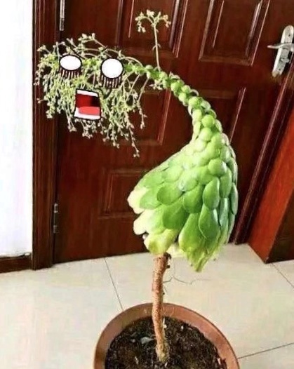 多肉徒长也是"好事儿",每盆"穿裙子,搞怪",太有意思了