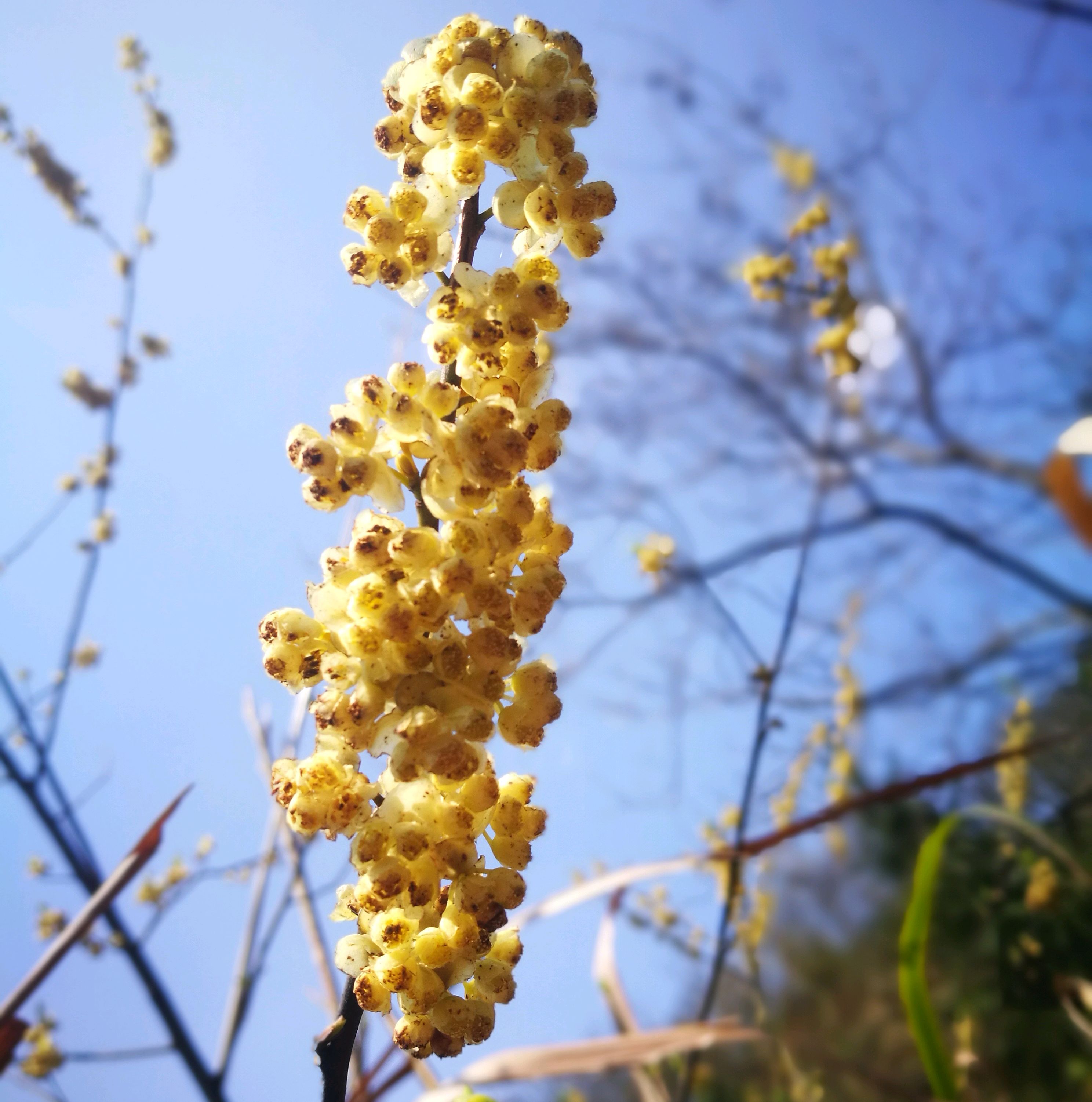 山鸡椒开花图片图片