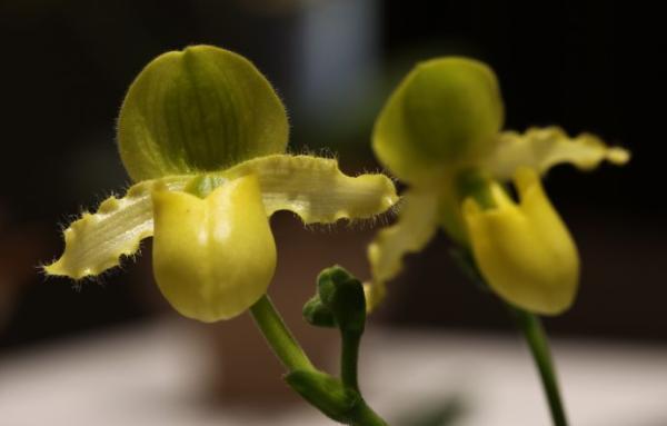 云南珍稀野生兰花面临盗采等威胁:野生兰科植物亟待更好保护