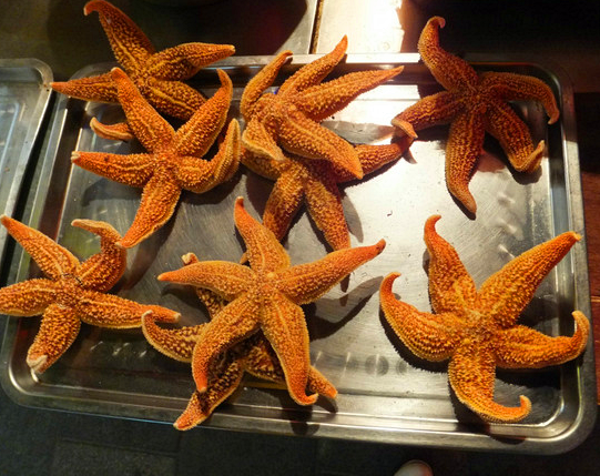 非常重口味的一道海鲜小吃"烤海星"