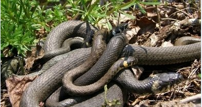 棺材里传出女人的惨叫声,打开后盘着一群蛇,3个月后男子结婚了