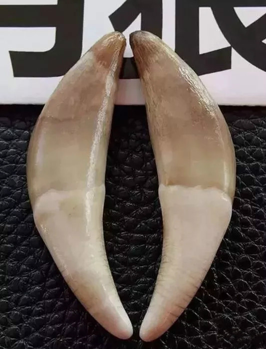 狼牙挂饰-驱病辟邪的传统藏饰! 狼牙挂饰-驱病辟邪的传统藏饰!