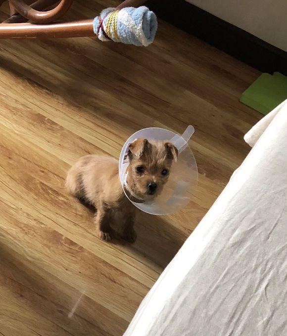 路边流浪狗蜷缩着身子瑟瑟发抖,女孩抱起后,路人:小家伙好脏