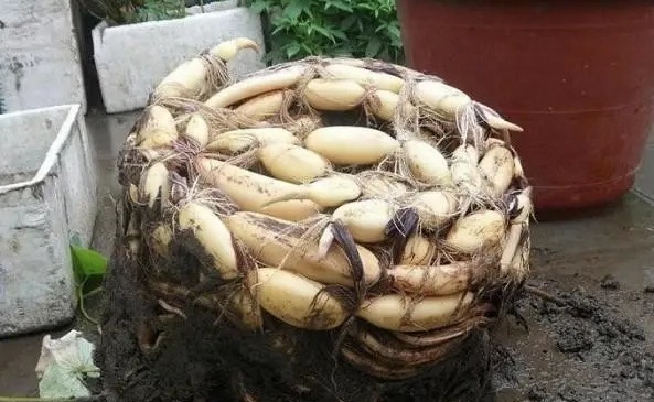 老太太买花"被骗",碗莲变"菜莲",因祸得福,3年挖出一缸藕