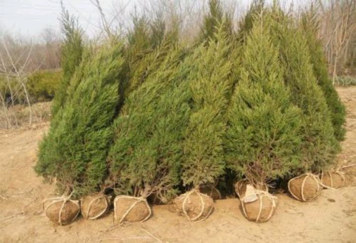 柏树什么季节移植比较好,需要注意什么