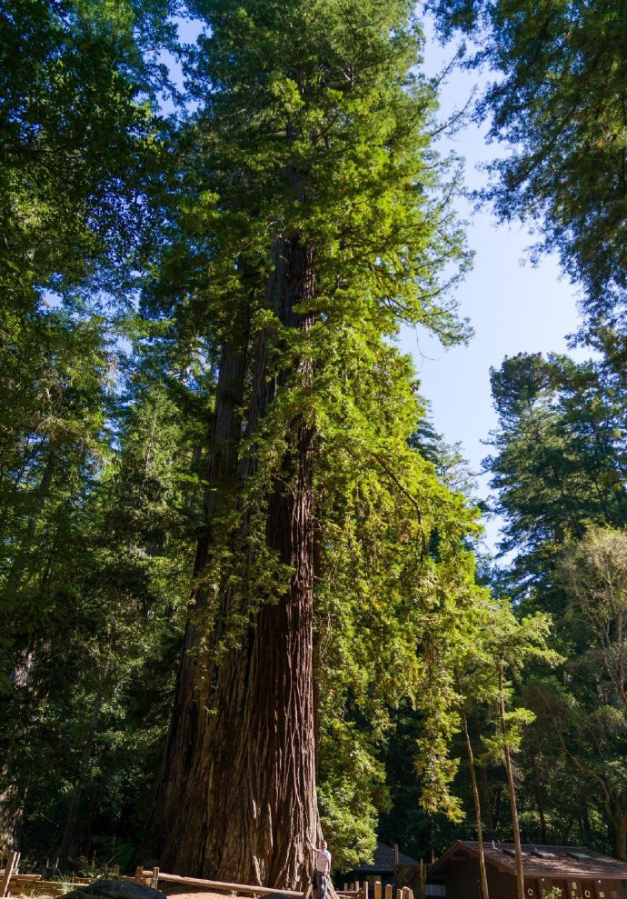 进击的巨人:"巨大树"存在于现实世界,找到就可以获得巨人之力