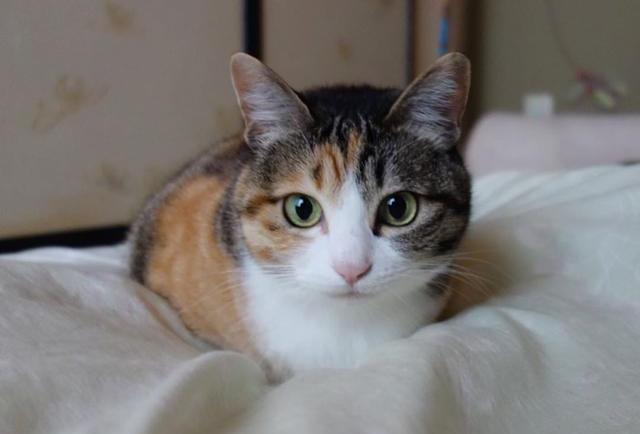 猫传染性贫血——巴尔通体病是什么?它和"猫抓热"有什么关系?