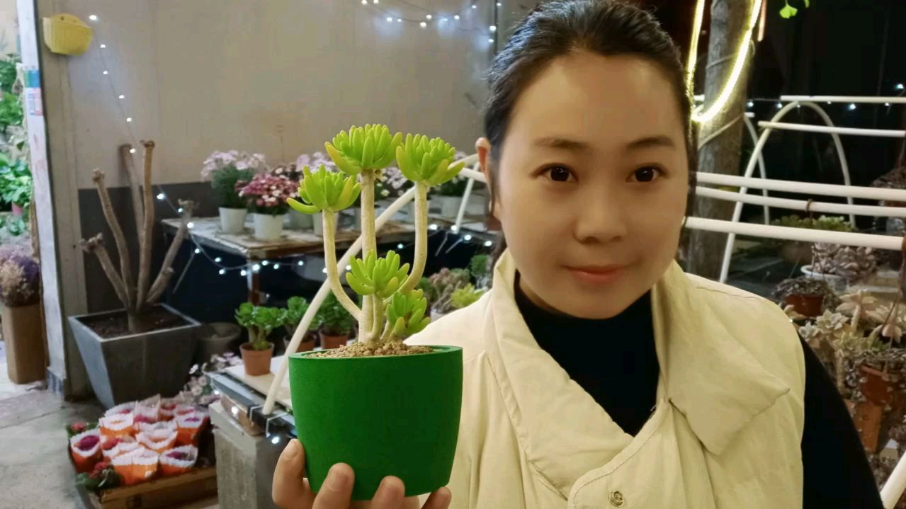 多肉植物八千代养护,多肉具体多久浇一次水?小敏教你一招