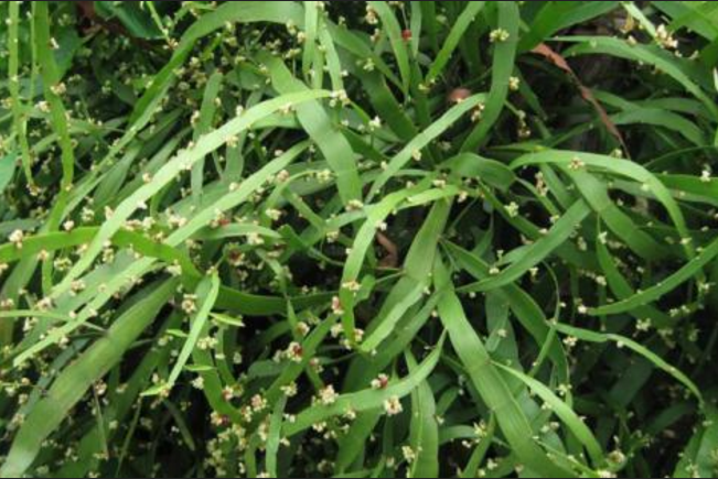 路边一种"蜈蚣草",带回家能做盆栽,还是跌打损伤"特效药"