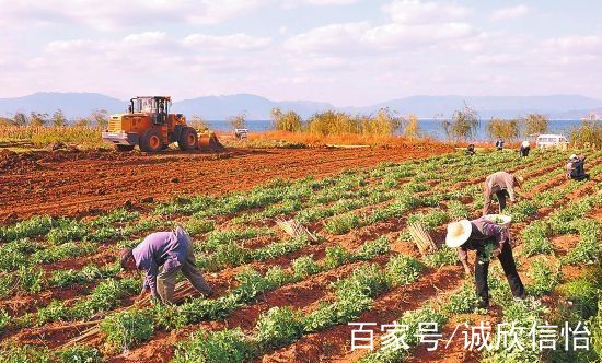 农村种植什么前景好(农业种植什么好项目有哪些)