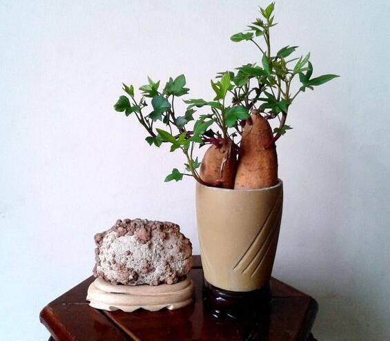 一分耕耘一分收获,懒人把红薯丢水里,也能长出惊艳盆景