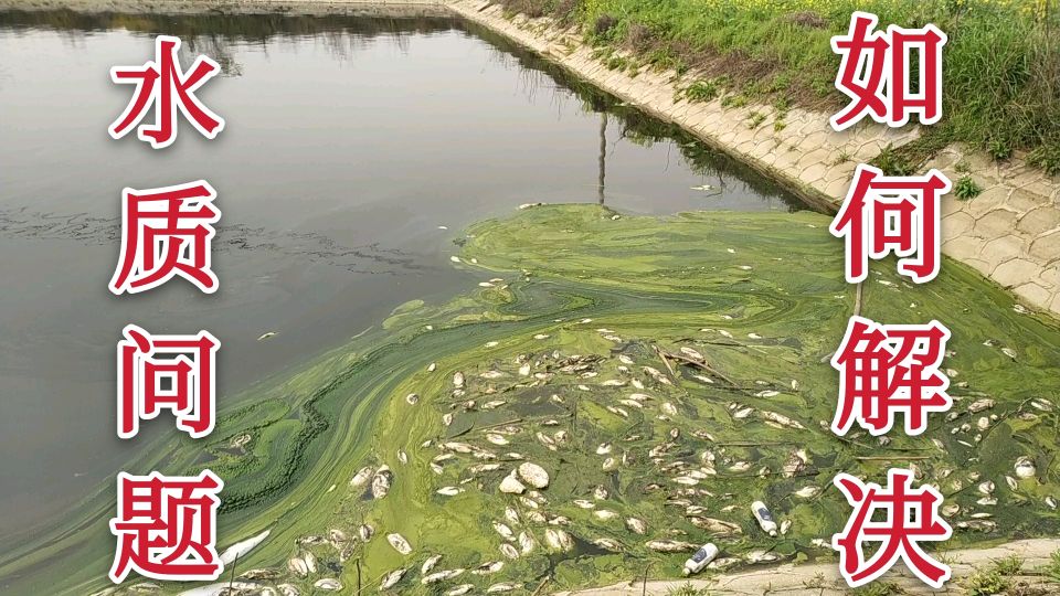 水产养殖一个错误的决定,导致鱼塘的水由绿变黑,连续死鱼