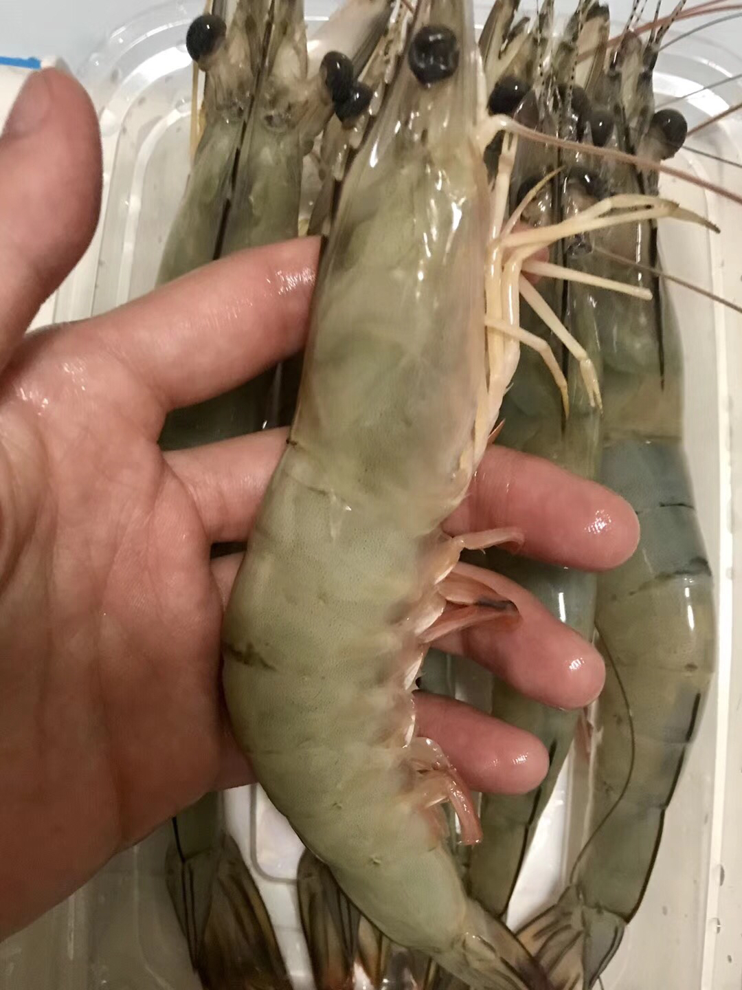 野生红虾母,在闽南地区做月子进补的一种虾