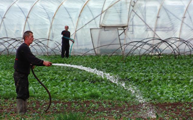 大棚蔬菜浇水很简单却有讲究,掌握正确浇水方法很重要