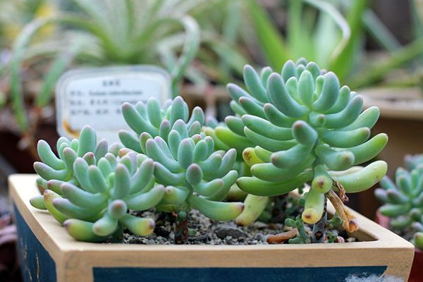 虹之玉和玉米石的外形非常相似,很多对多肉植物不太了解的人,总容易将