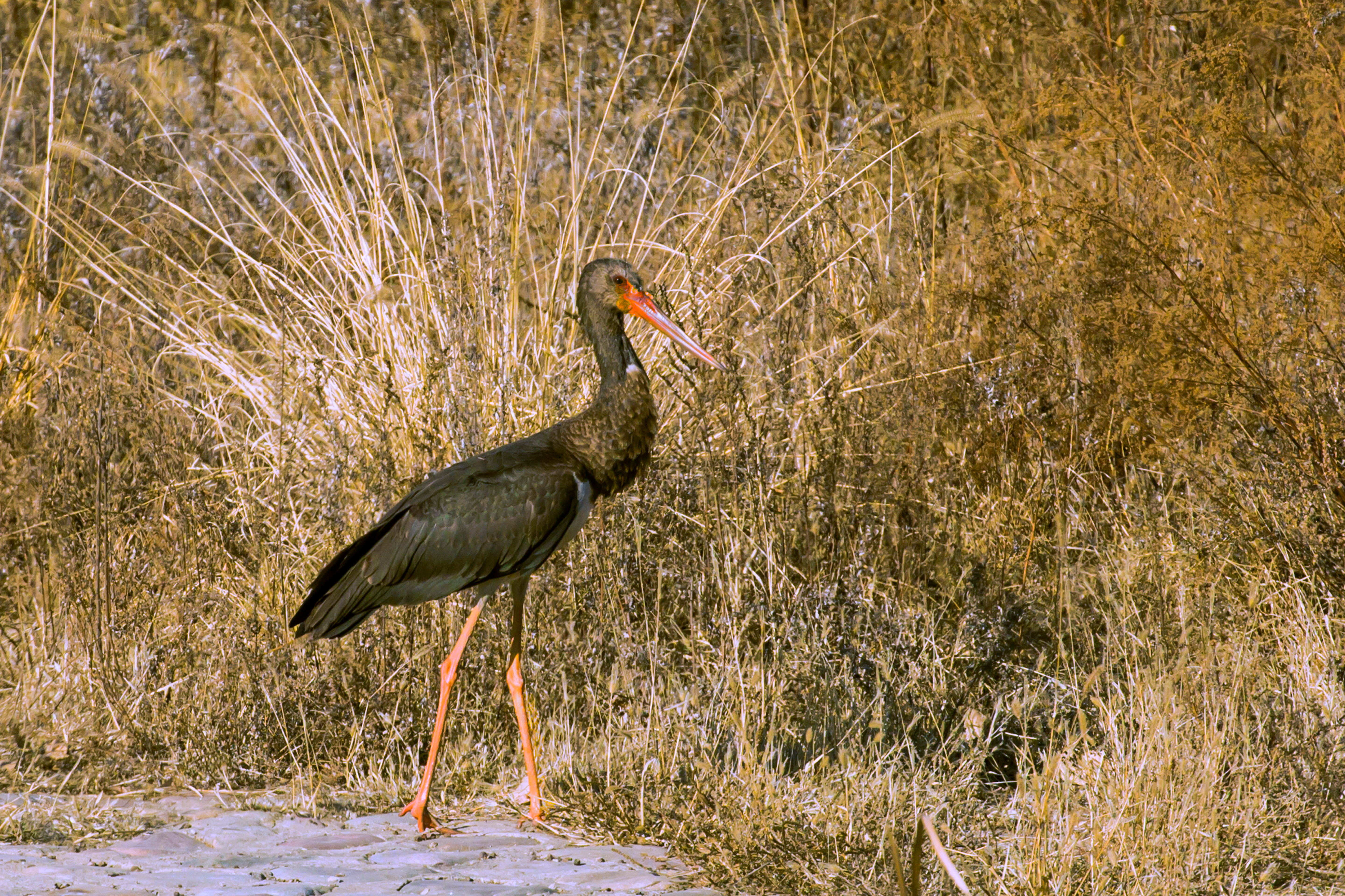 (环境)(1)世界濒危珍禽黑鹳现身密云水库