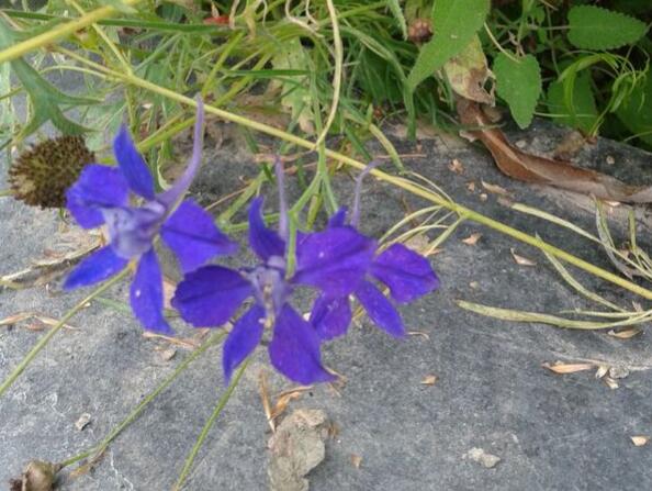 蓝雀花的花语是什么?蓝雀花的盛花期是何时?