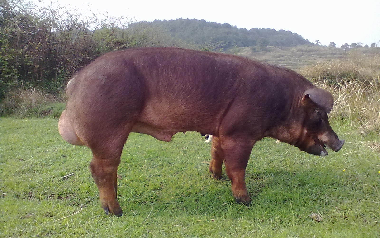 杜洛克饲养 - 2020年最新商品信息聚合专区 - 百度爱采购