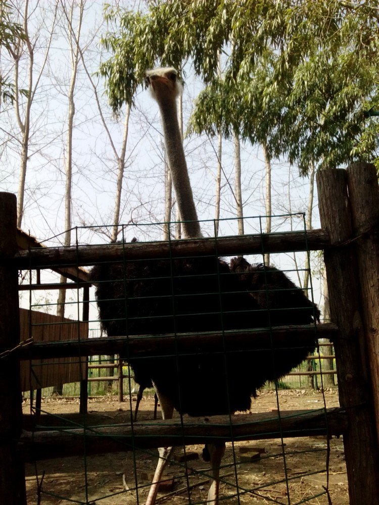 除了大連聖亞海洋世界,本溪動物園,動物很多的旅遊景點還有這些呢