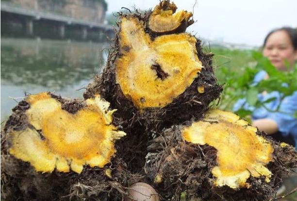 这种"萝卜根"切开是黄金色,作用真不少,俗称"金不换"!