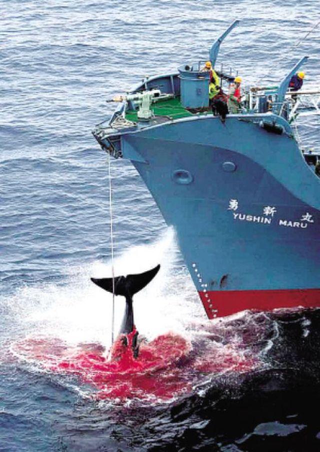 日本为何无法放弃"吃鲸"?