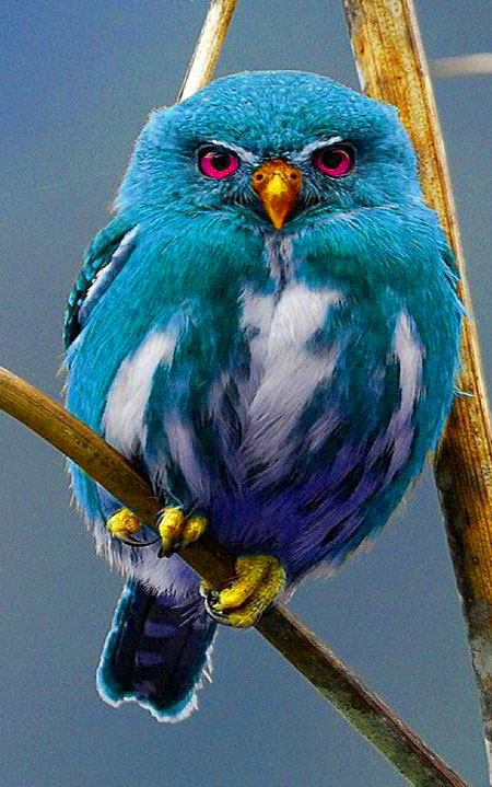最喜欢这种蓝色的鸟儿.嘴黄,眼红,羽毛蓝