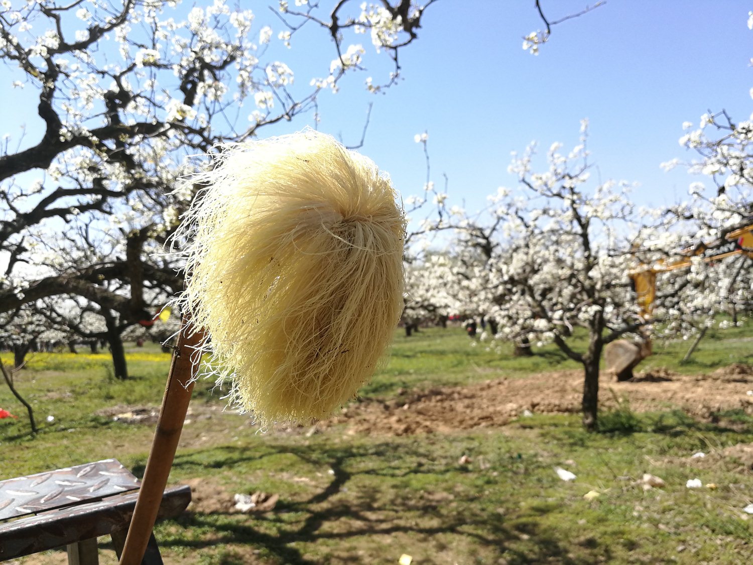 安徽砀山万亩梨花含苞待放,果农却将花骨朵摘掉,这是要做啥