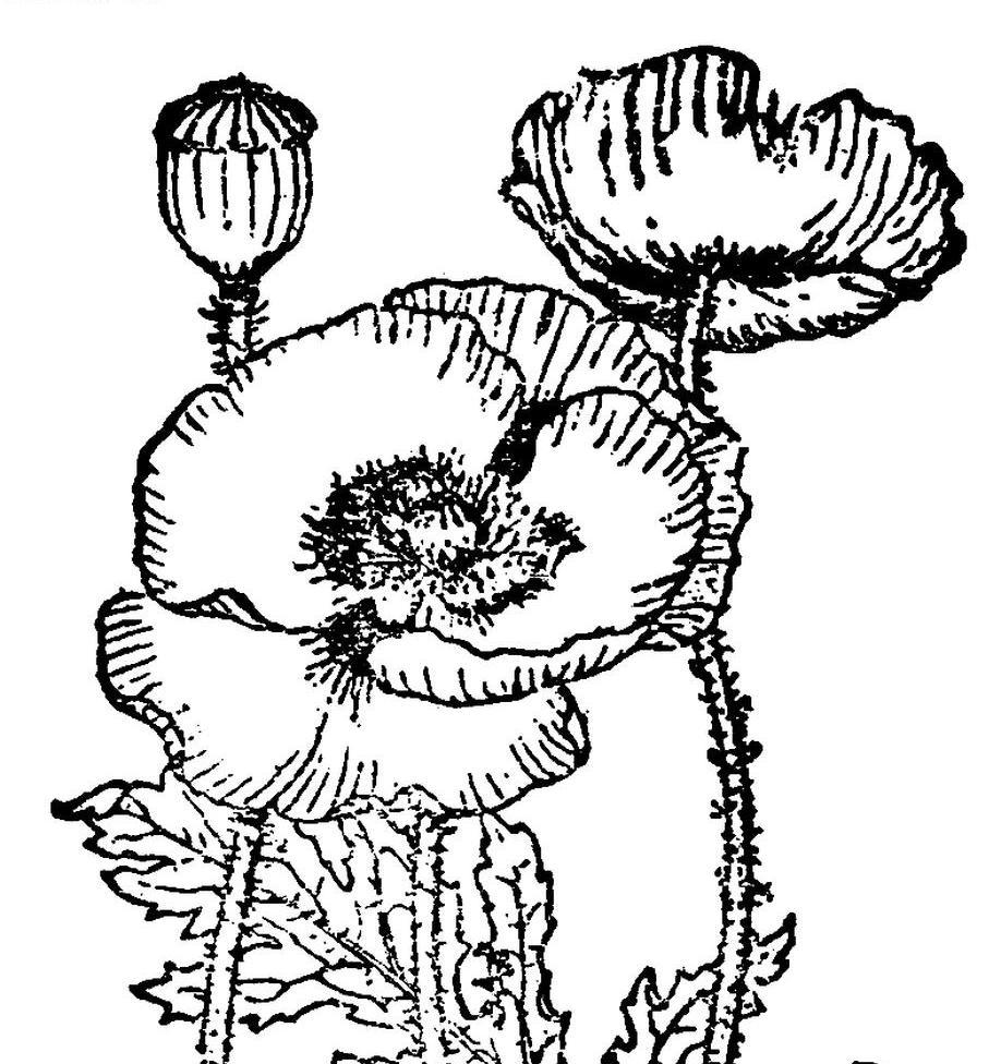 虞美人 papaver rhoeas,罌粟科罌粟屬植物. 別名