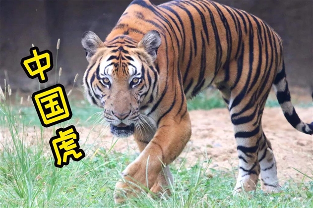 华南虎是头号濒危物种,可否与其他虎种杂交保留住基因?
