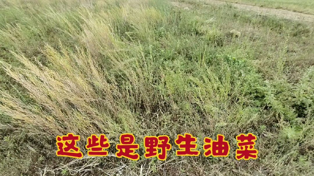 地里有很多野油菜,可以收割了