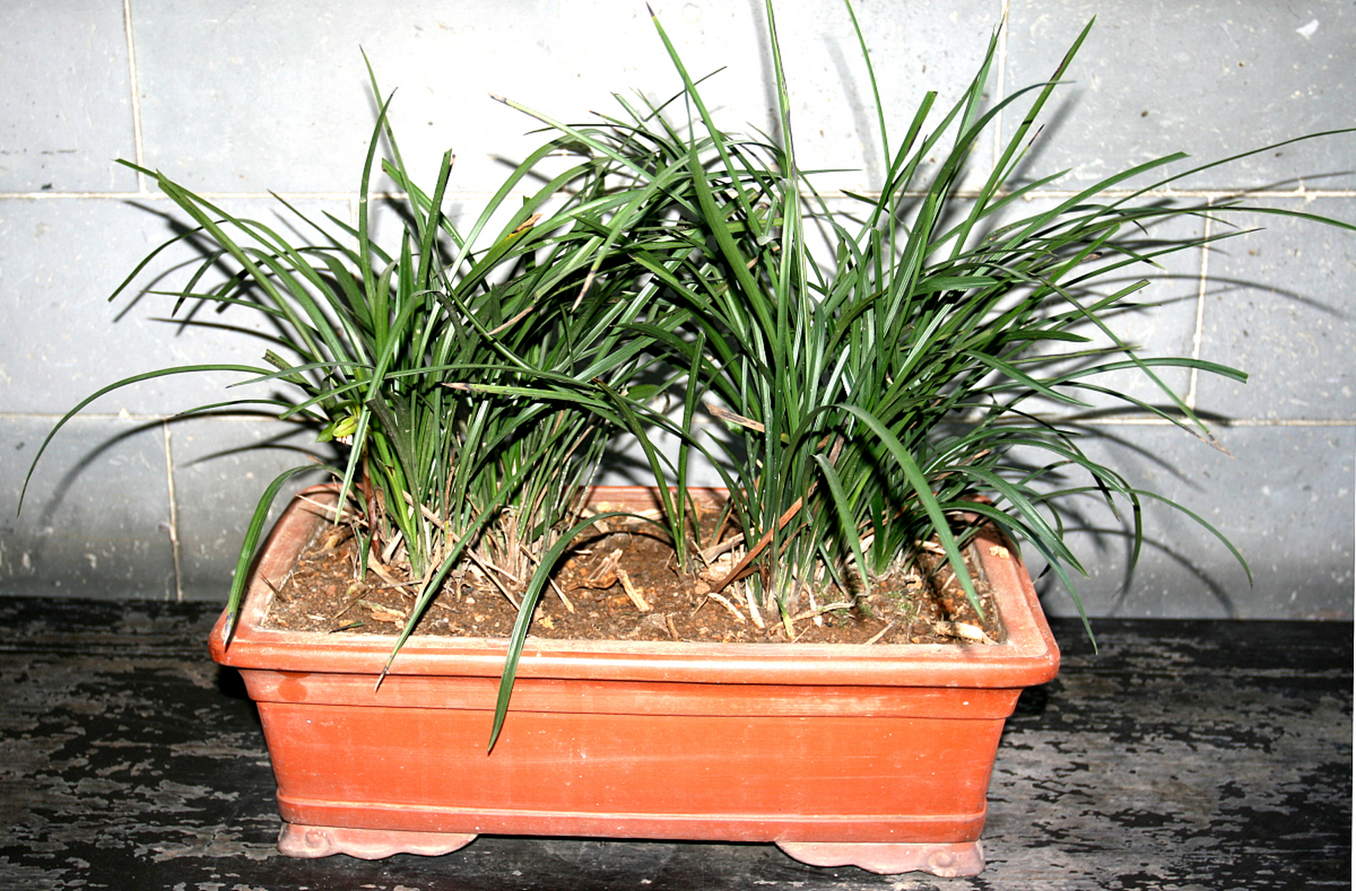 海南香兰是一种美丽的盆景植物,它拥有优美的花朵和独特的香气,深受