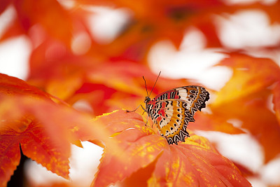 这些蝴蝶真的是太美了,太喜欢了,很想养一些