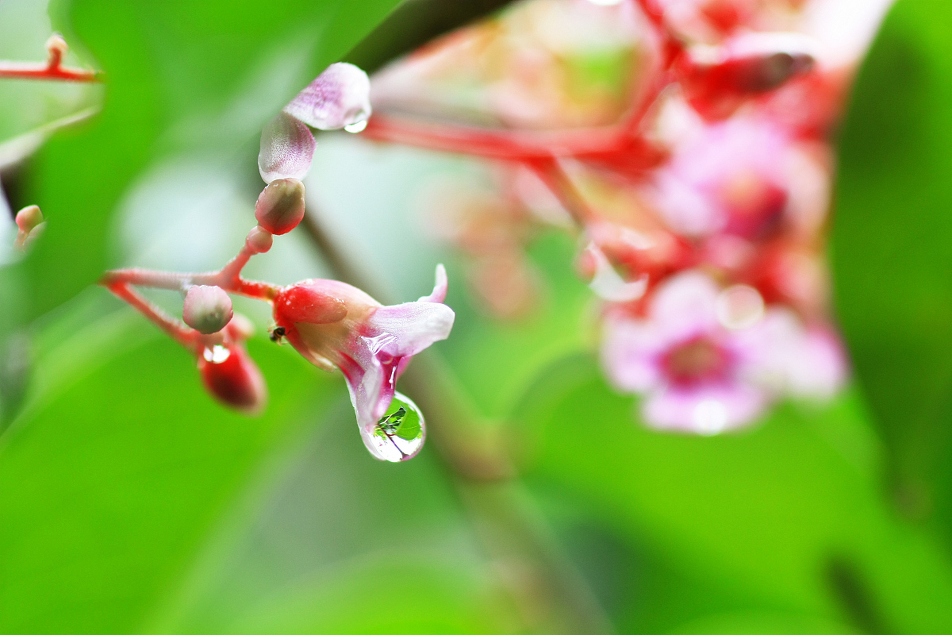 雨中的那朵花儿  独自承受着沉重的雨露  雨滴落在花瓣上  像是天空的