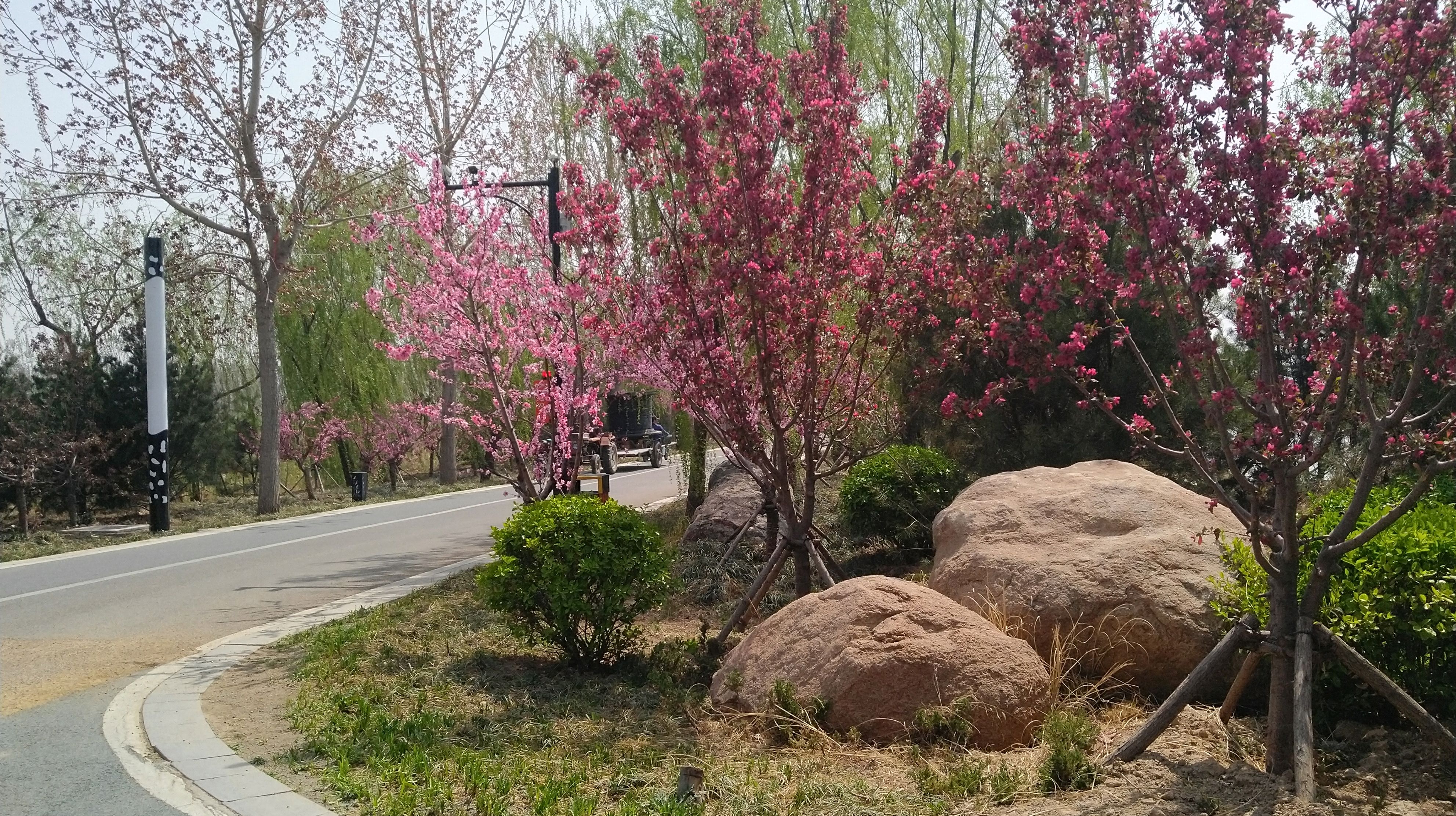 垂柳下盛开的2月兰.