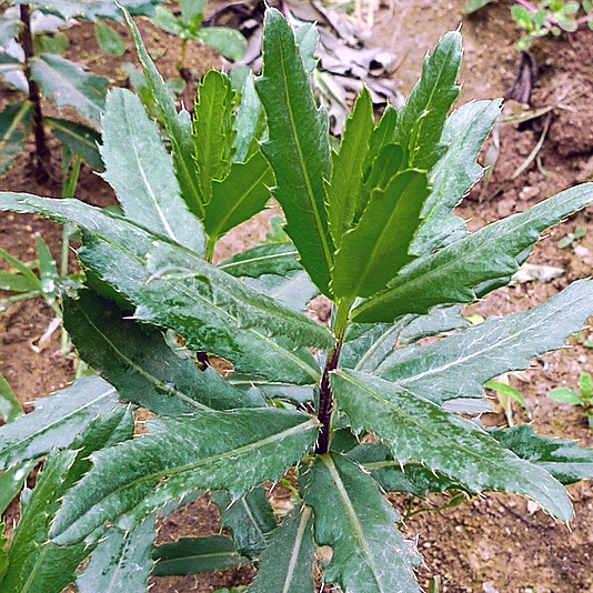 刺儿菜(刺儿菜的功效与作用及禁忌)