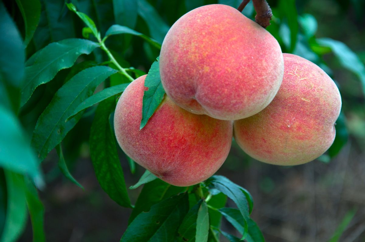 蜜桃- 热门商品专区