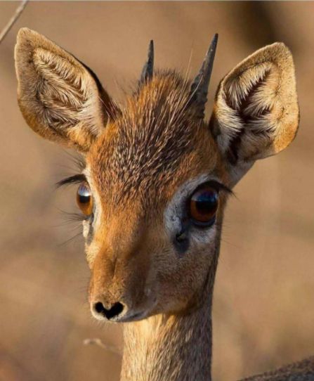 鹿的瞳孔图片