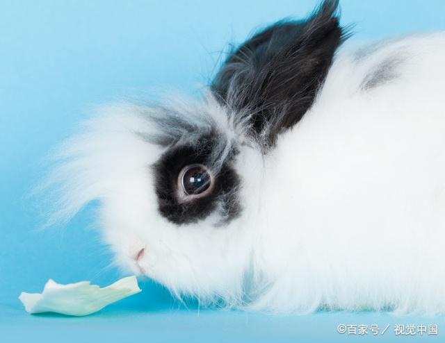 长毛兔养殖技术之一,选择优良品种的要求是什么呢?