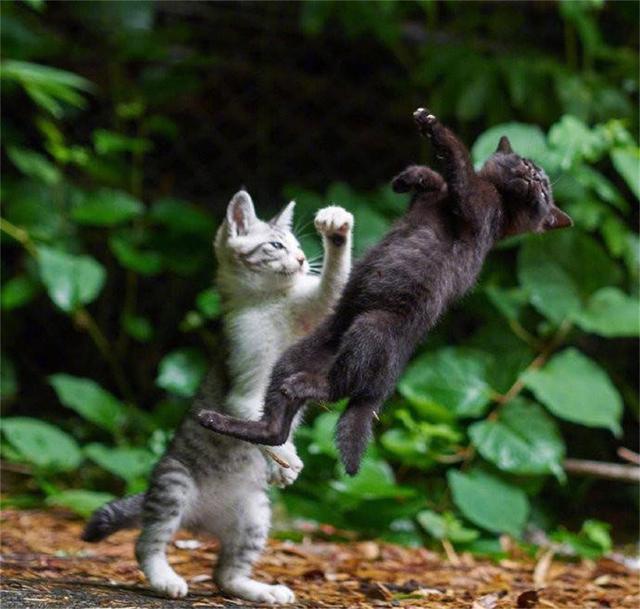 猫的战斗力有多强?不用动手,一招就能把人类制服,你说强不强