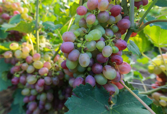 提子树 - 热门商品专区