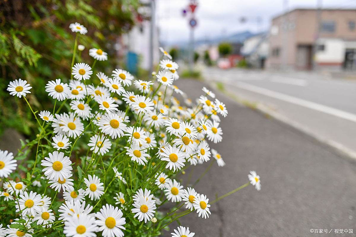 白俄罗斯的国花——洋甘菊:一种纯洁与坚韧的象征  在白俄罗斯的大地
