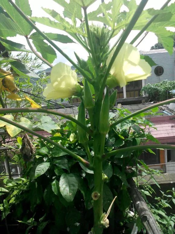 秋葵种植很简单,阳台种3棵,2个月就能摘,一茬又一茬!