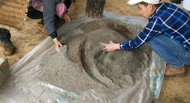 黃精育苗怎麼種植?黃精種子怎麼種植?