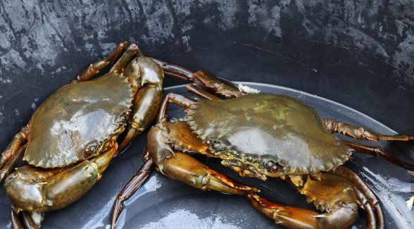 锯缘青蟹肉质鲜美,营养价值高,有市场前景,养殖技术