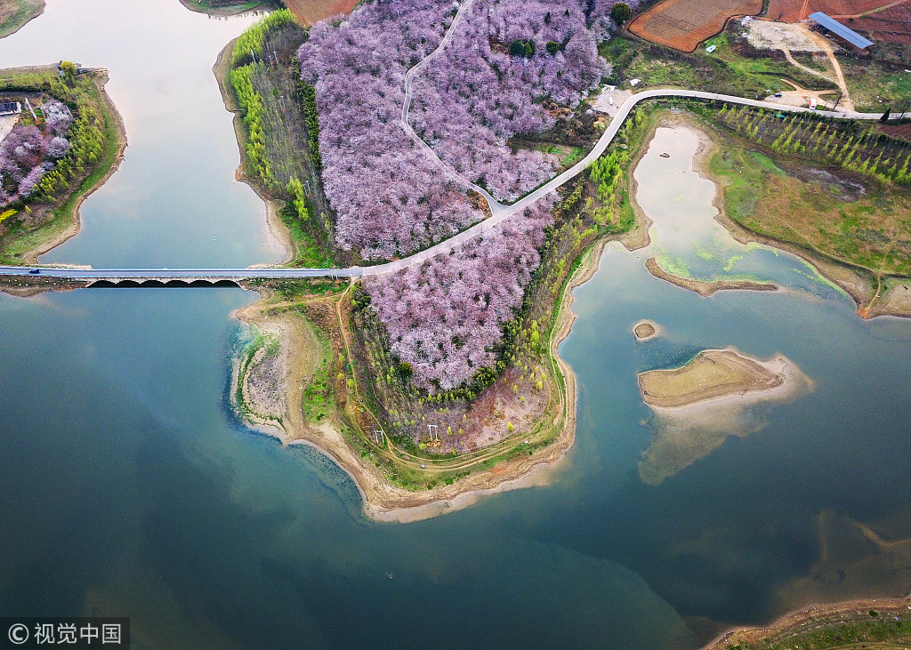 贵阳万亩樱花开放 高空俯瞰美不胜收
