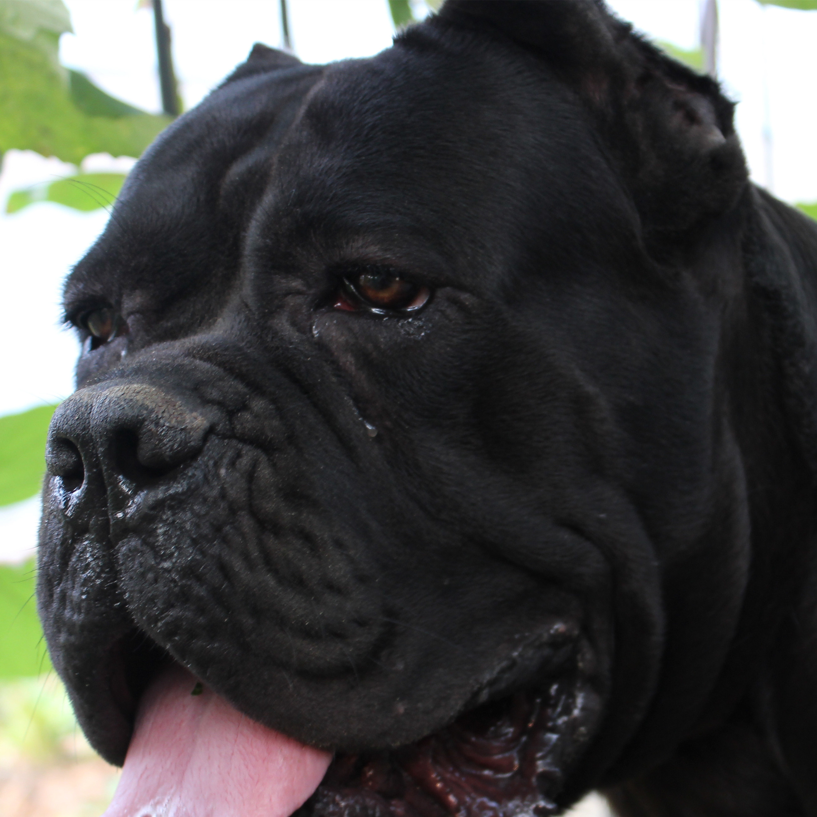 中国卡斯罗的7个第一