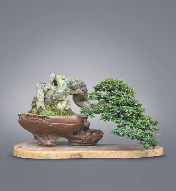 盆景欣赏:异形的盆,咫尺盆盎,而呈大千之美