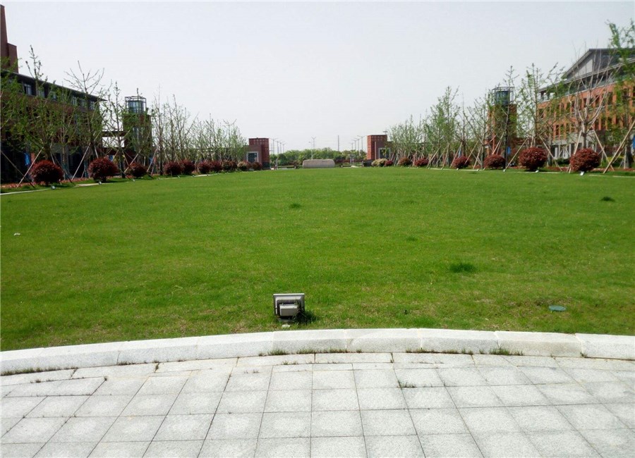 草坪- 热门商品专区