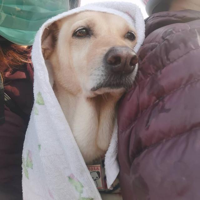 妈妈觉得狗狗冷,把它包得跟孕妇一样,主人:它有脂肪不冷啊