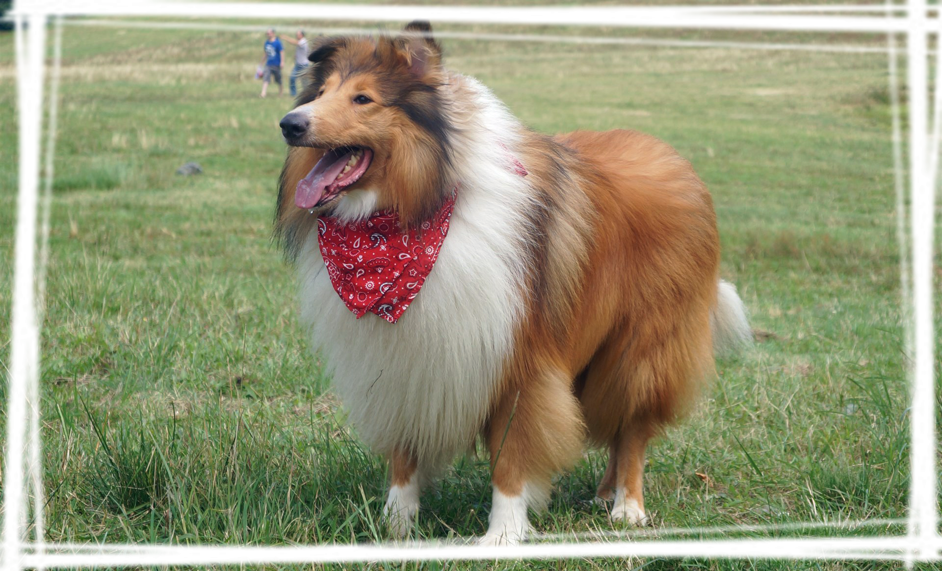 苏格兰牧羊犬图片壁纸放送